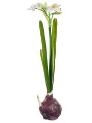 amaryllis