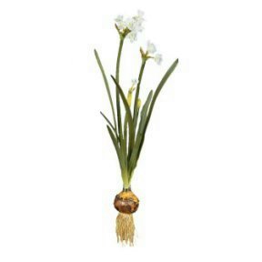 paper white with bulb
