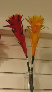 African bromeliad
