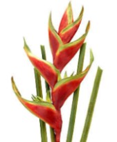 Silk, Artificial Tropical Flowers