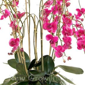 Orchid Phaeleanopsis
