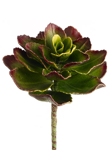Artificial, faux, nearly natural Succulent