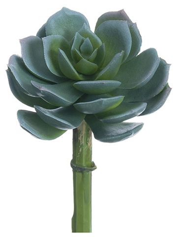 Artificial, faux, nearly natural Succulent