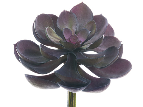 Artificial, faux, nearly natural Succulent
