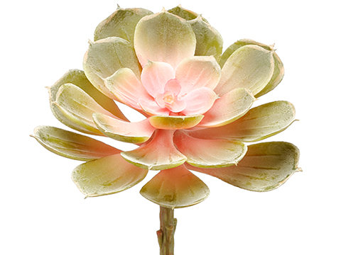 Artificial, faux, nearly natural Succulent