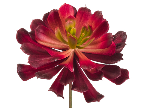 Artificial, faux, nearly natural Succulent