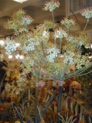 Flower Foliage