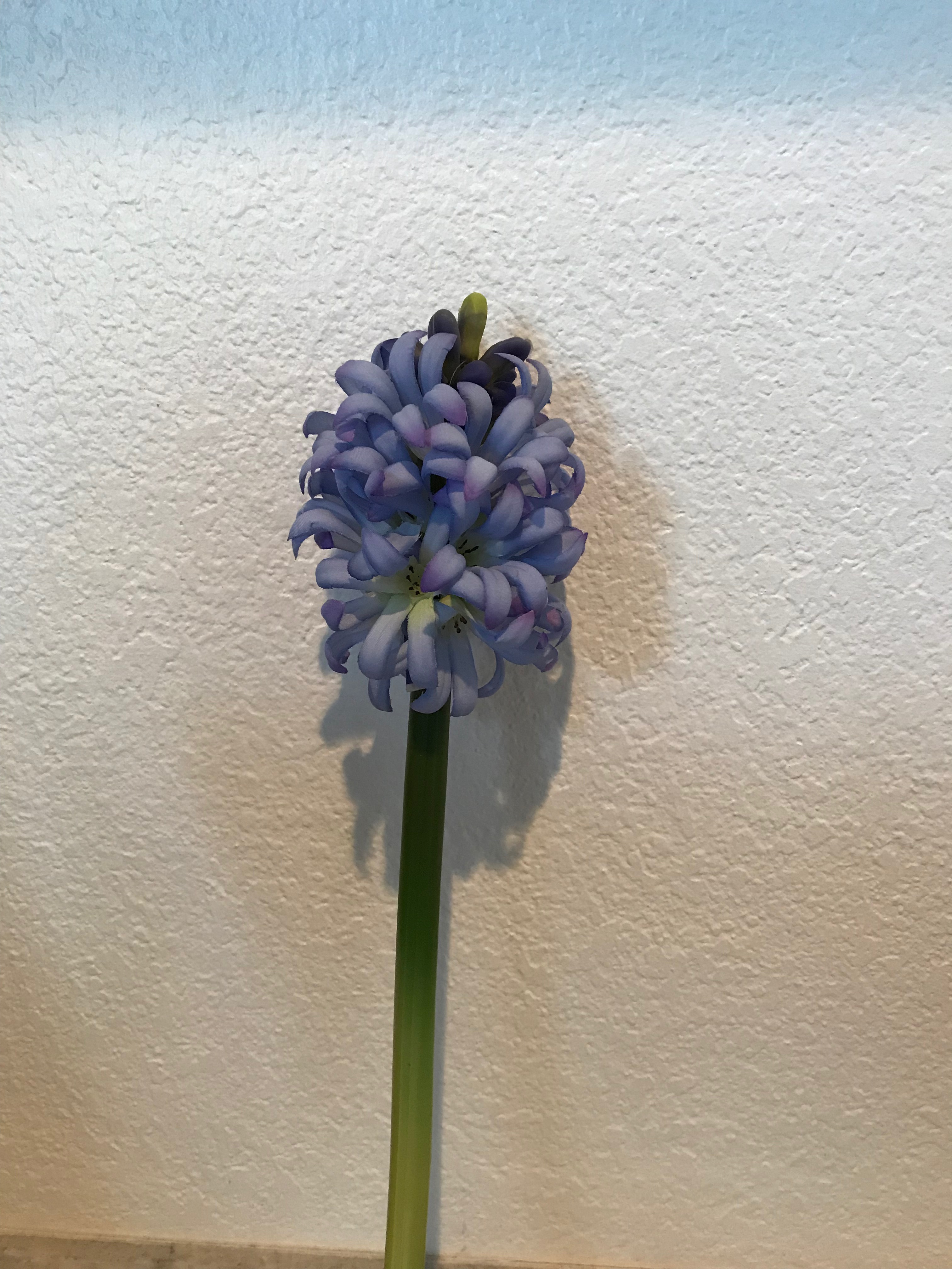 hyacinth
