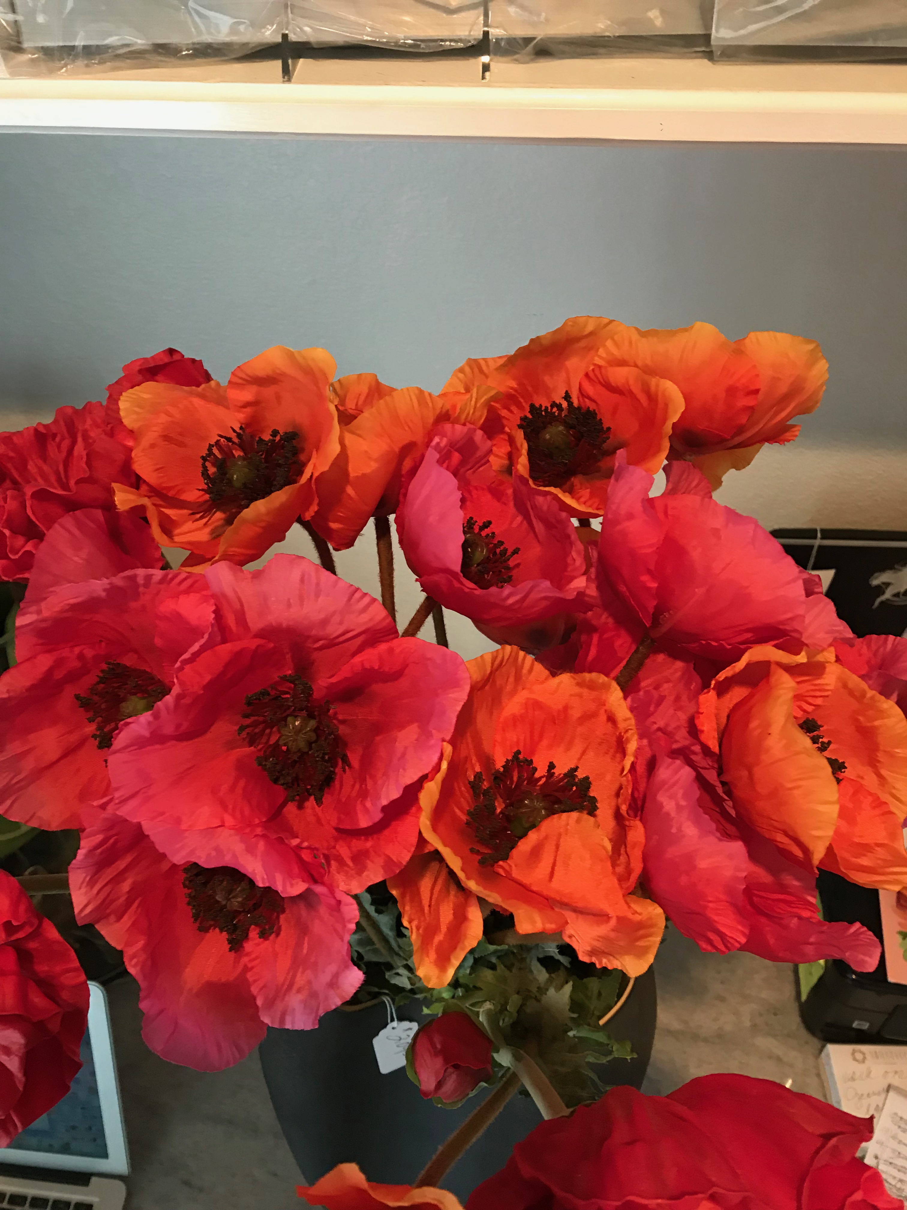 poppies