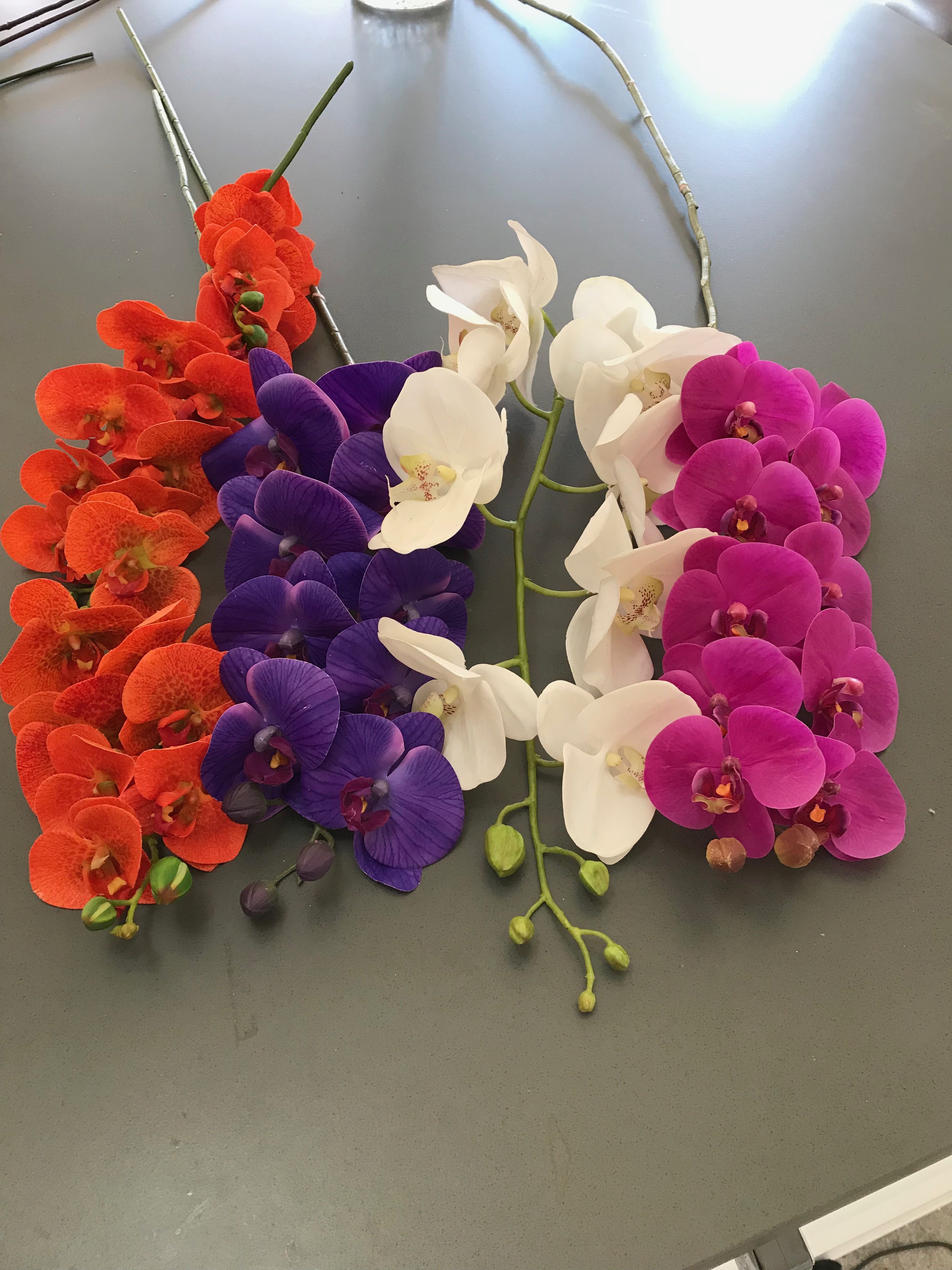 phaleanopsis orchids