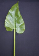 Foliage Calla Leaf