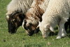 Sheep line up