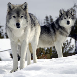 Yellowstone Grizzly & Wolf Discovery Center