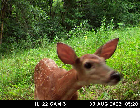 Spotted Fawn