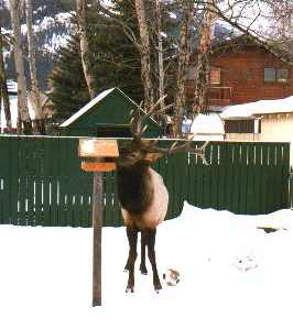 Elk Eating