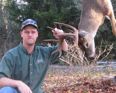 Texas Whitetail