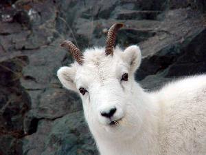 Dall Sheep