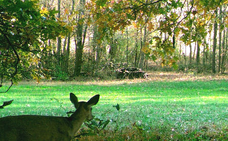 Permanent Stand Plot