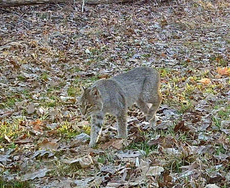 Illinois Bobcat
