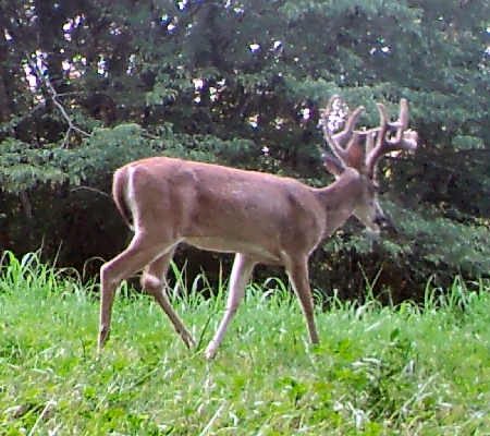 Trail Camera Picture
