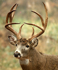 Whitetail Deer