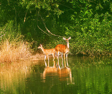 Doe and Fawn