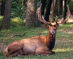 Elk