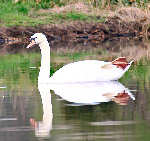 Swimming Swan