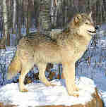 Wolf
