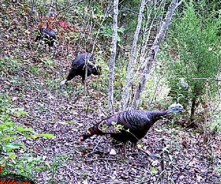 Tennessee Turkeys