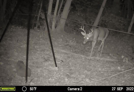 Ohio Buck