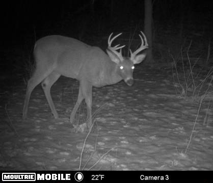 Ohio Buck