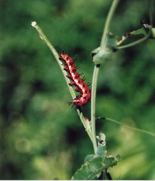 Caterpillar