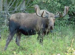 Moose Burger On The Hoof