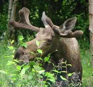 Alaskan Moose
