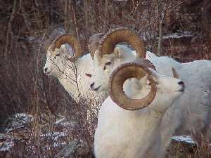 Alaskan Dall Sheep