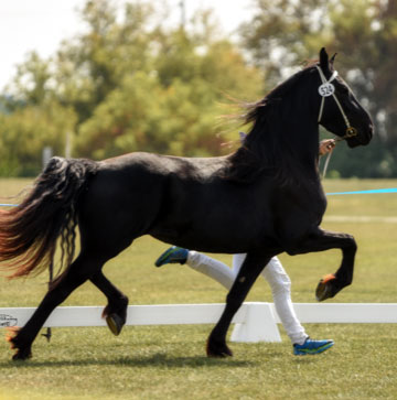 Brocks Majestic Friesians - Tessa