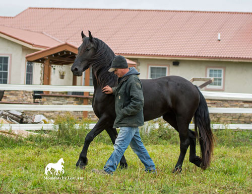 Majestic Friesians - Zevah