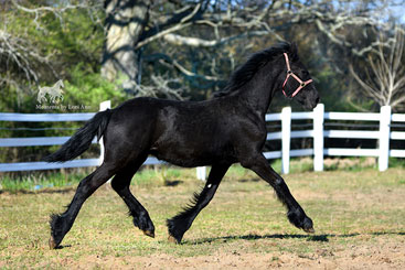 Genesis of Majestic Friesians
