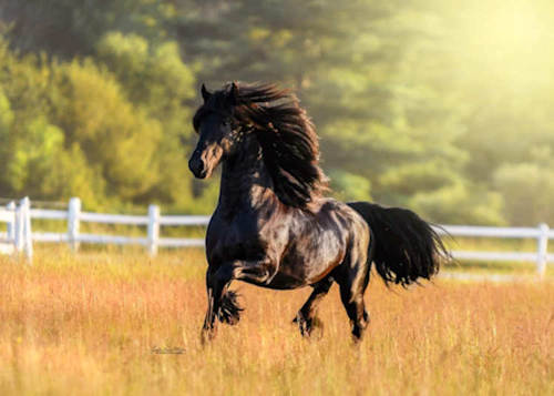 Tribute of Majestic Friesians