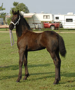Brock's majestic Friesians - Apollo