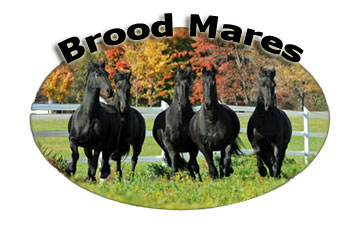 Brood Mares of Majestic Friesians
