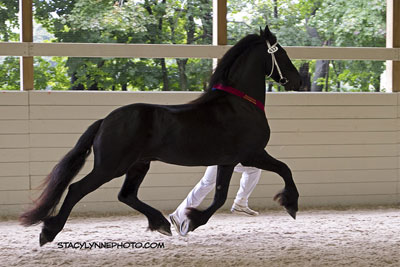 Brocks Majestic Friesians - Dimer