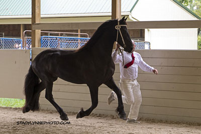 Brocks Majestic Friesians - Dries
