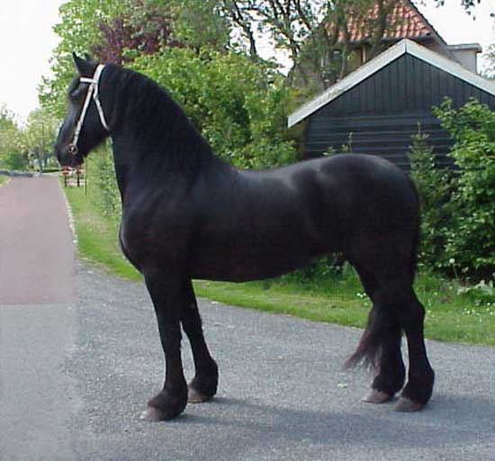 Majestic Friesians - Hielkje