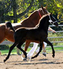 Heiress of Majestic Friesians