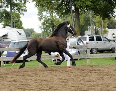 Brocks Majestic Friesians - Heiress