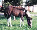 Schatzi