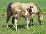 Buttercupfilly Photo