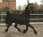 Brocks Majestic Friesians - Onella